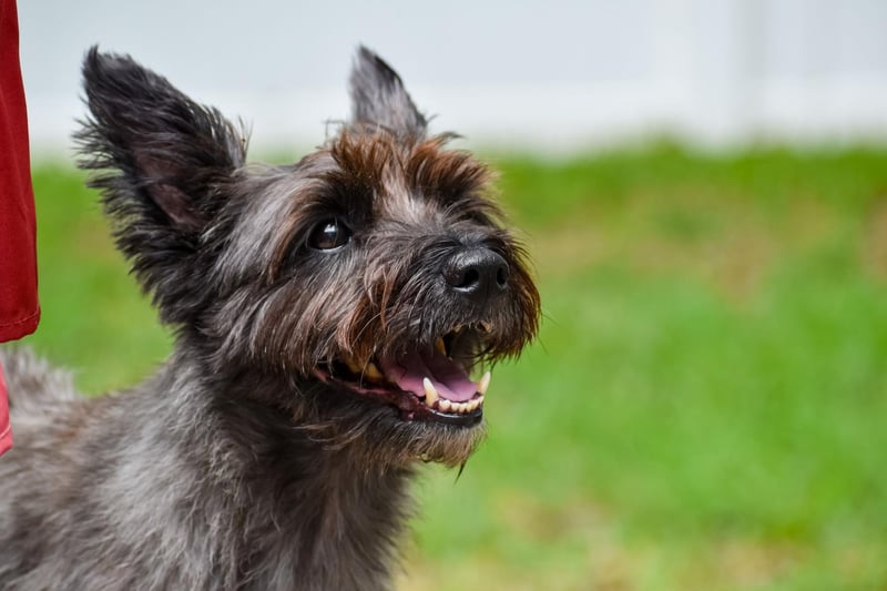 Getting its name from its original function to hunt and chase quarry between the cairns of its native Scottish Highlands, there were 498 Cairn Terrier puppies registered last year.