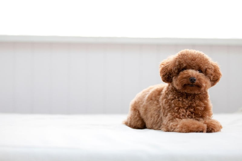 Poodles of all sizes - toy, miniature and standard - get very stressed when their owner leaves them alone. They'll certainly let you know if this is the case - barking and howling until you return.