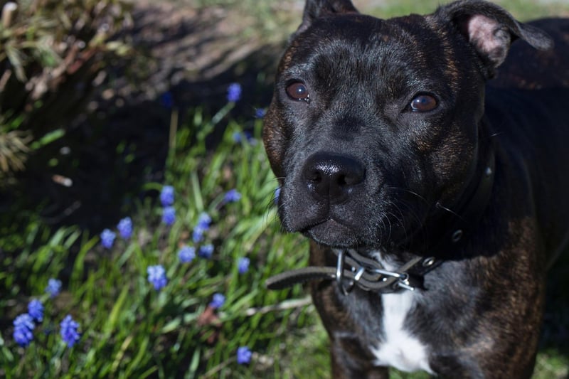 The eighth most popular Staffordshire Bull Terrier name is Ruby. It comes from the gemstone of the same name, which mean 'red' in Latin.