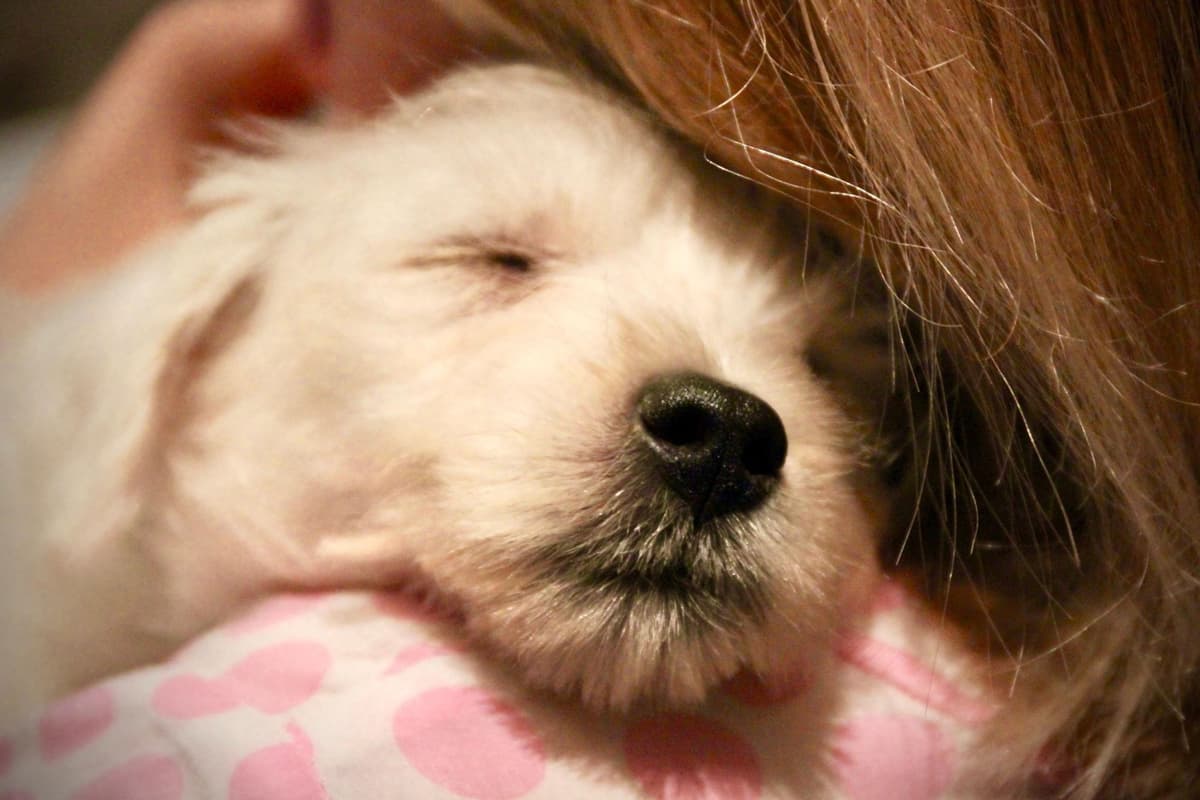12 telltale signs that your adorable and affectionate dog loves you too