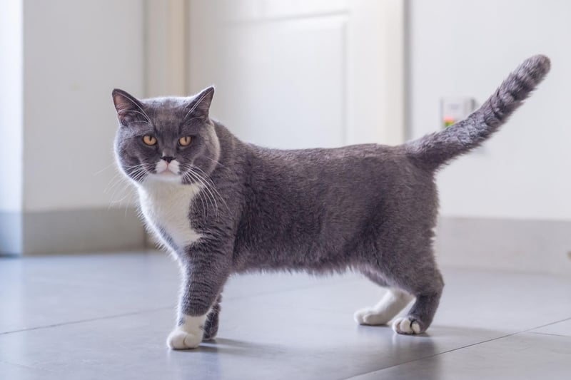 One of the most popular cat breeds in the UK is the British Shorthair, which can come in a range of colours and are friendly companions who love a cuddle. You can expect to pay around £1,029 for British Shorthair kitten.