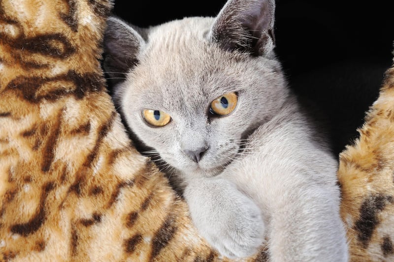 Leading the pack when it comes to expensive cat insurance is the Burmese Blue - with an average annual bill of £337.14.