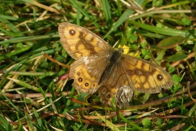 Wall brown butterfly (Pic: Graham Boath)
