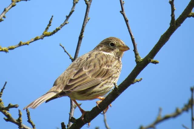 Corn Bunting protection across the East Neuk of Fife is showing signs of success