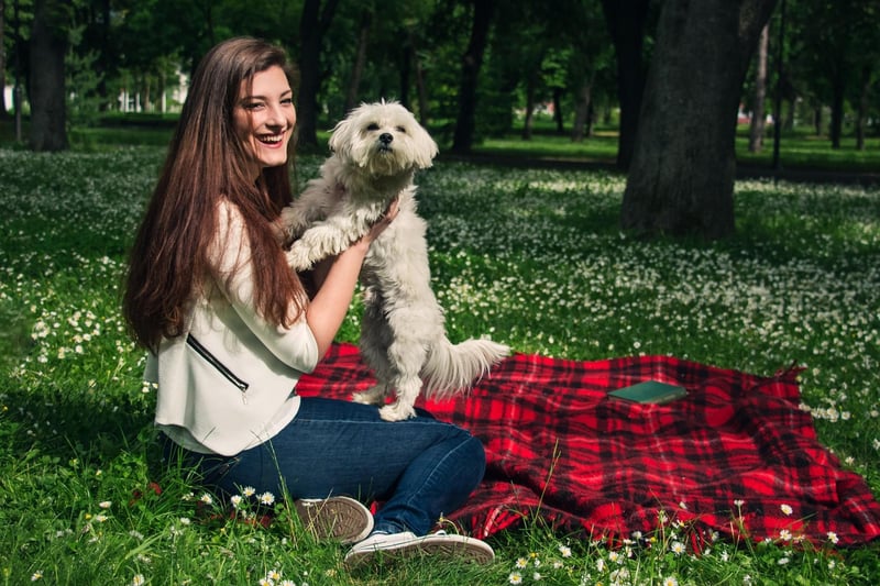 For those looking for the perfect lap dog, a pup that's clingy can be a welcome attribute - and the Maltese is a case in point. This is a dog that will only leave their owner's lap if they really, really have to.