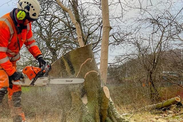 Work has started felling trees at Dalgety Bay station