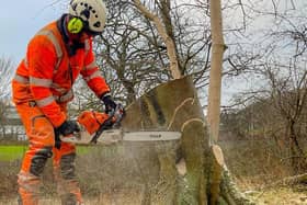 Work has started felling trees at Dalgety Bay station