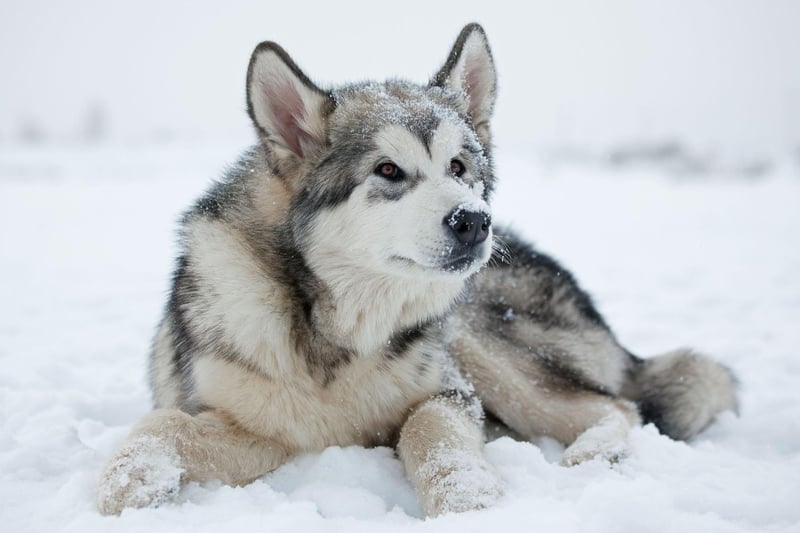 They may look very similar to the Husky, but the Alaskan Malamute is a distinct breed - older, larger and stronger than their Siberian cousins. They may have been bred to pull sleds, but with the proper training they can also make for a loyal and loving family pet.
