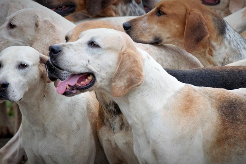 Like the Beagle, the English Foxhound is a pack dog born and bred. This is a breed that likes to have canine company 24/7 and, if alloweed to get bored or lonely, can become stressed and destructive.