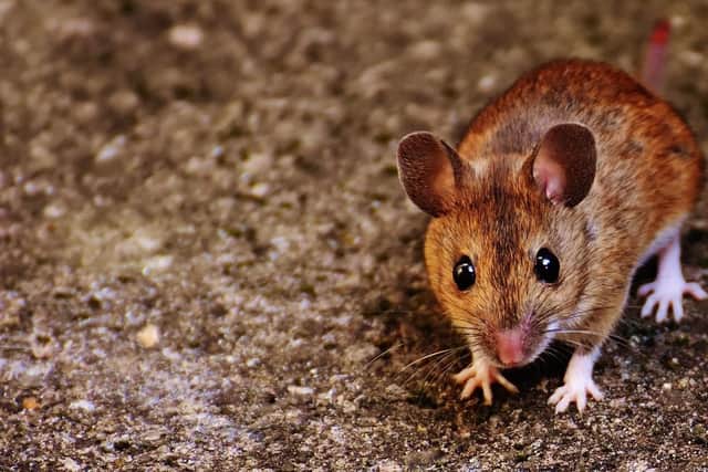 The number of rodents caught was revealed in data published this week