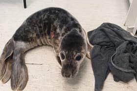 Sammy The Seal was treated at Vets for Pets Kirkcaldy.