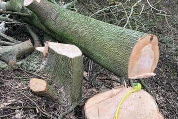 Tree felling at the Axis Point site near Halbeath Interchange, Dunfermline. (Pic: Save the Calaismuir Woods)