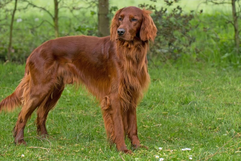 Three breeds have won Crufts on four occasions since the competition was opened to all breeds in 1886 (for five years prior to this, the show was only for terriers). The first is the gorgeous Irish Setter with their eye-catching mahogany red coat.