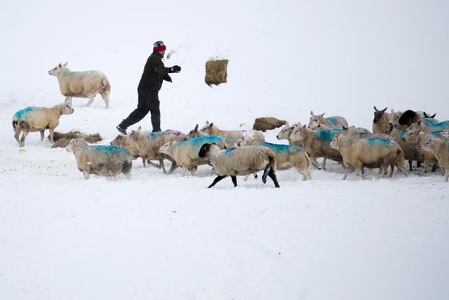 A farmer feeds his sheep near Hartington. Photo - Rod Kirkpatrick/F Stop Press