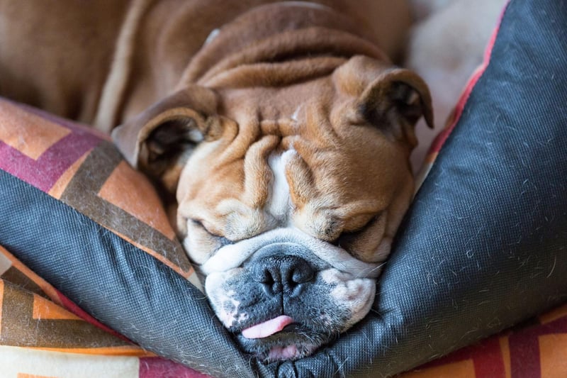 Starting with the most expensive puppies to buy and perhaps the most noble of all breeds. The English Bulldog is the UK's most expensive dog, with puppies selling for an average of £2,995.