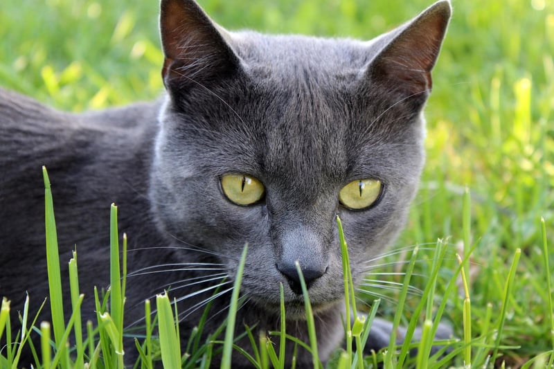 Completing our countdown of the most expensive pets to insure is the Russian Blue - with an average cost of £285.43.