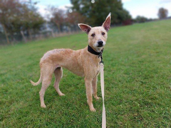 Animals up for adoption here in Doncaster.