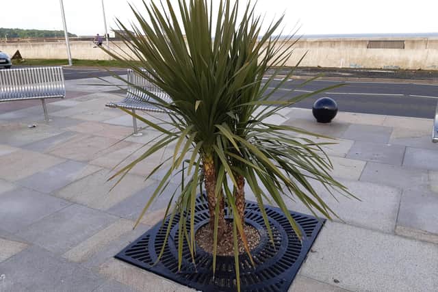 Palm trees have been added to the new look Kirkcaldy waterfront and the work to cut the road from dual carriageway to single track is well underway