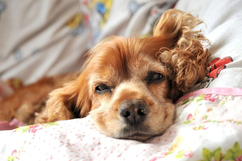 The third most popular dog in Britain is the Cocker Spaniel - which can actually be one of two distinct breeds, the American Cocker Spaniel or the English Cocker Spaniel.