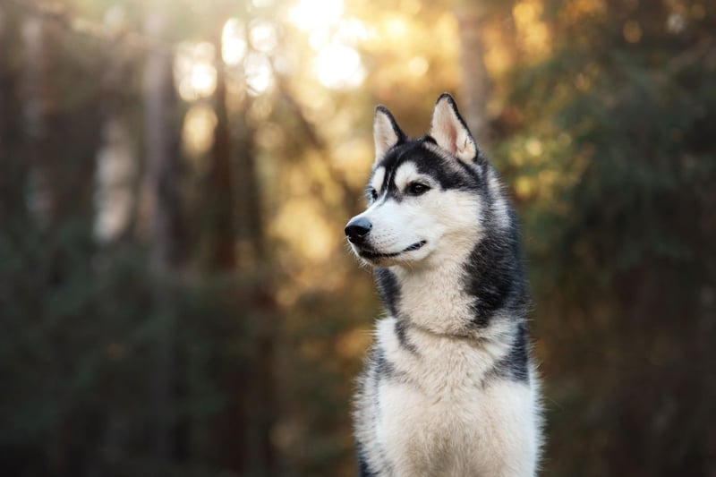 Closely related to the wolf - an animal that doesn't need a roof over its head - the Siberian Husky can deal with pulling sledges for hours in Arctic temperatures so is unlikely to worry about even the longest of hikes. If you take this dog camping, there will be no need to make room in the tent.