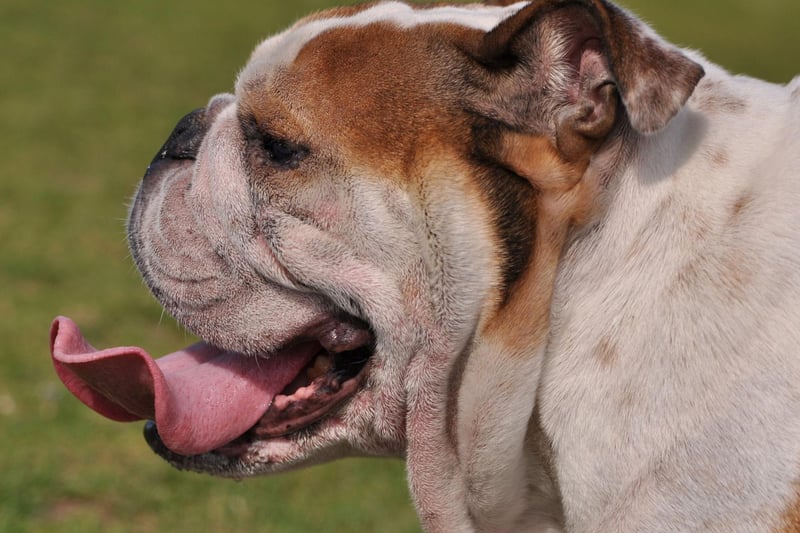The first written record of a Bulldog is in a letter dated 1631 by a man called Preswick Eaton who was looking to buy two dogs. It reads: "Procuer mee two good Bulldogs, and let them be sent by ye first shipp".