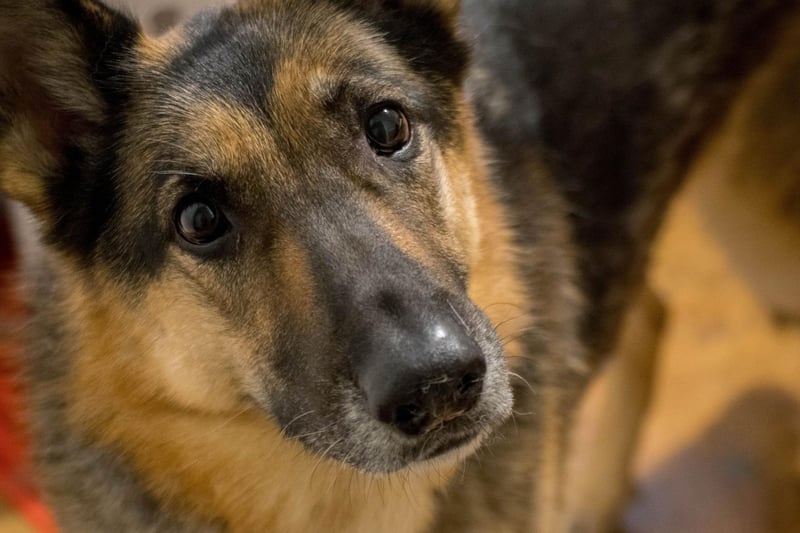A top choice for police and army dogs, the German Shepherd is also popular when it comes to American families looking for a pet - it's dropped a place since 2019 but still comfortably takes thrid spot.