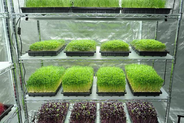 The microgreens being grown at their urban farm setup in Cardenden. Pic: Fife Photo Agency