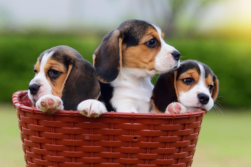 The loveable Beagle has been bred to hunt in packs - so it's no wonder that it gets on so well with other dogs. They'll play with any breed for as long as their new friends will have them.