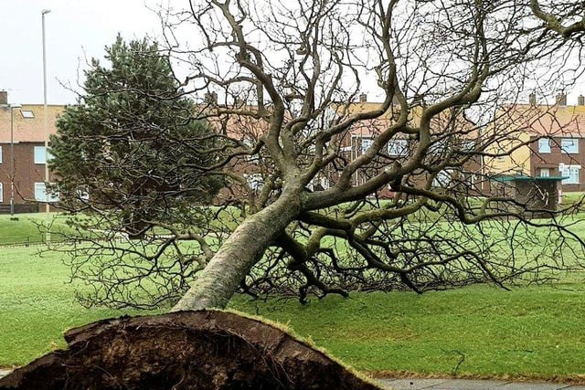 A tree shows its roots at Marsden Lane in South Shields. Picture: Electrolaze Electricians.
