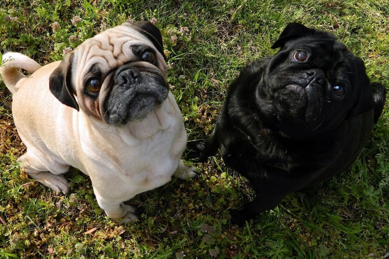 The adorabole Pug has seen registrations surge by 1,007 per cent in the last 25 years. A group of Pugs is called a grumble.
