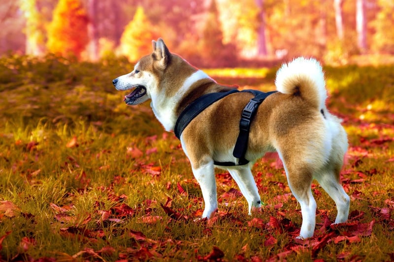 Prior to World War II, there were three recognised types of Shibas - called the Mino, the Sanin, and the Shinshu - all named after the Japanese regions they came from. Today they have become one breed, incorporating facets of all three of the former types.