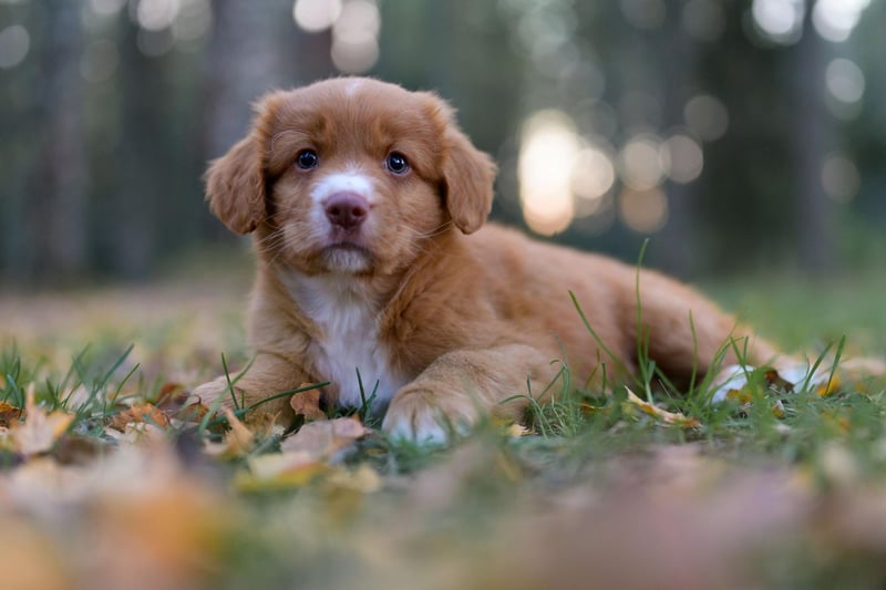 The smallest of the retrievers, the Nova Scotia Duck Tolling Retriever is just as soft of mouth as its larger cousins - also sharing their gregarious and gentle nature.