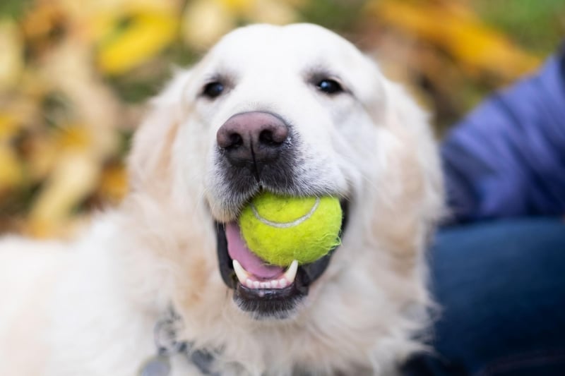 Moving to the most sociable dog breeds and a real family favourite. The most popular dog in any given park is likely to be a Golden Retriever. This breed love their family but have plenty of affection left over to shower upon anybody else they happen to meet on any given day.