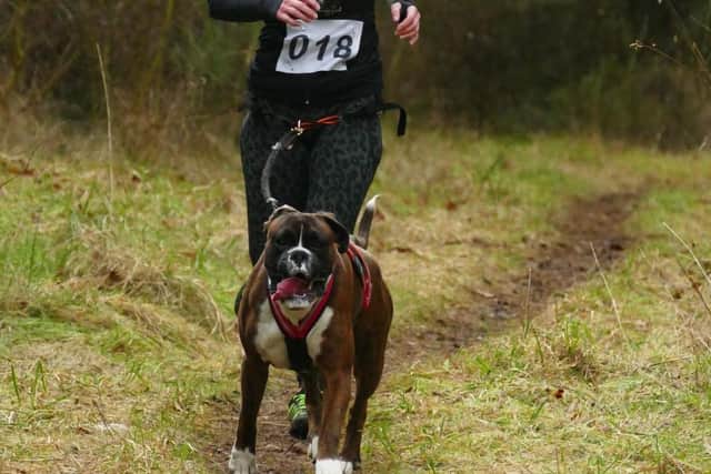 Susan Young and Rosko at Tentsmuir Forest Canicross