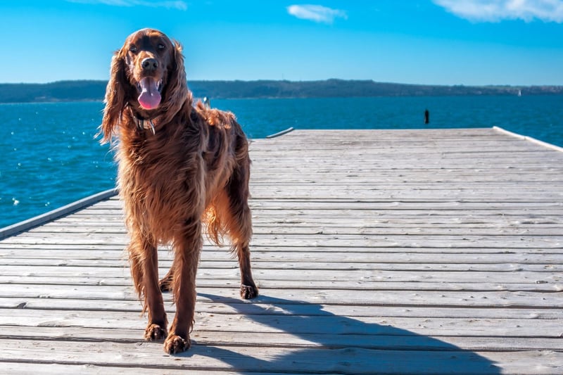 The Irish Setter has such energy levels that it finds it difficult to concentrate on training for more than a short period of time. They also take longer than most breeds to mature, so will also retain their puppish naughtiness for longer.