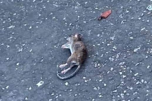 A dead rat next to rubbish bags.
