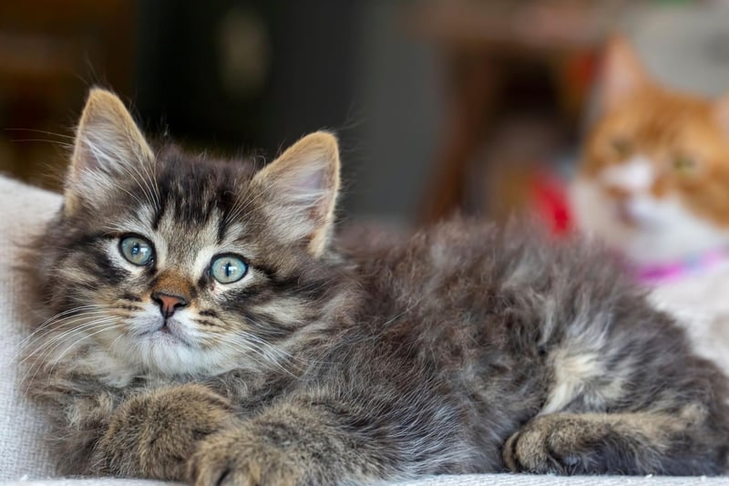 The third most expensive breed to cat to insure is the Tabby Longhair - with an average annual cost of £309.24.