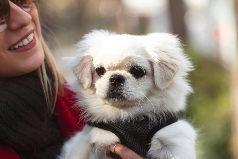 Originating in China, the Pekinese  was favoured by royalty of the Chinese Imperial Court to act as lap-warmers.