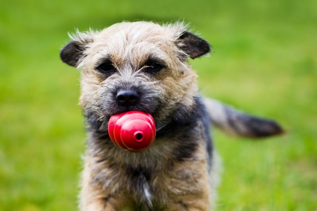 The Border Terrier's intelligence and relative easiness to train has seen them star in a number of blockbuster films, including There's Something About Mary, The Texas Chainsaw Massacre, Prometheus, Return to Oz, Cheaper by the Dozen, and A Most Violent Year.