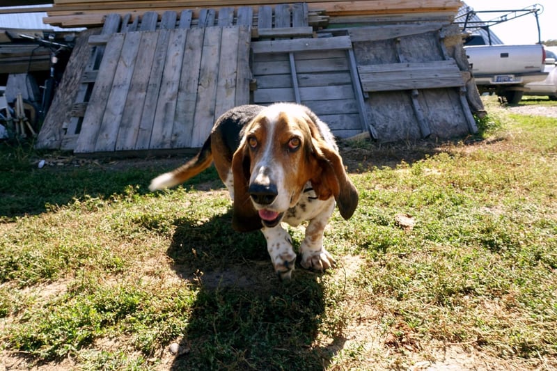 Originally from France, the Basset Hound uses its long ears to sweep scent from the ground up to its super-sensitive nose. It also ingeniously uses the loose skin on its chin to trap a particular scent for reference.