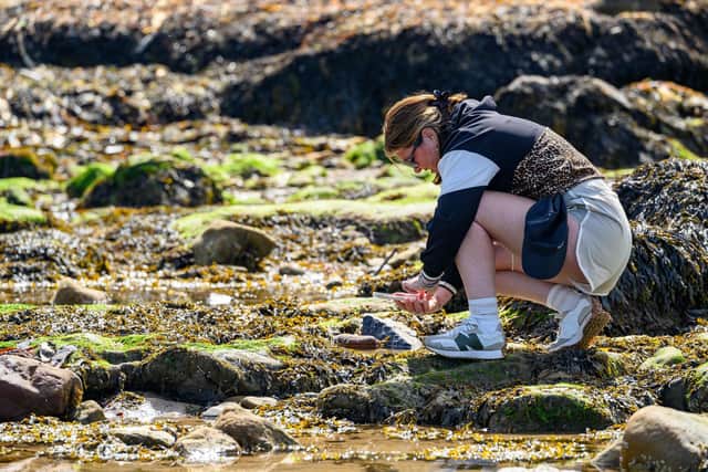 The Rock Pool Project is launching its first Bioblitz Battle events in East Sands, St Andrews (Pic: Ian Georgeson)
