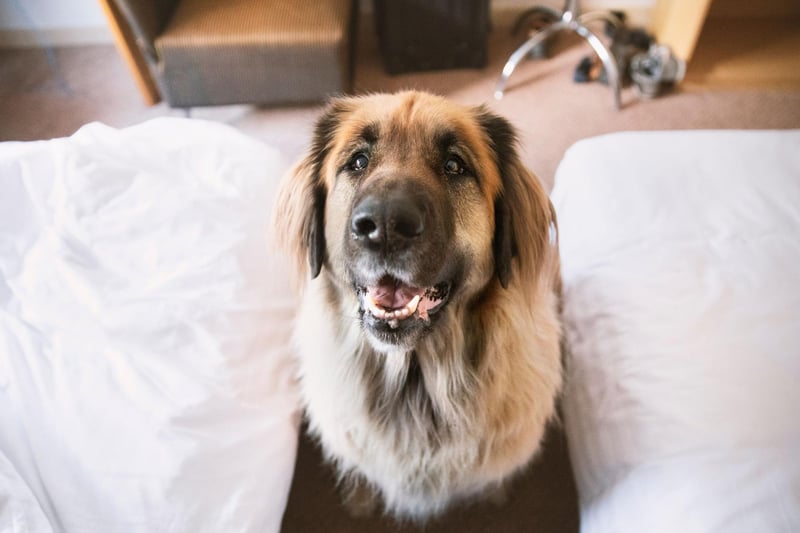 Leonbergers, large shaggy dogs with a gentle nature, make great pets but are less than ideal to nap with and are third on the list.