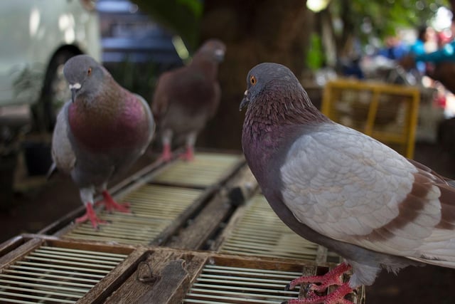 Famous for finding their way back home, 0.9 per cent of UK homes have pet pigeons.