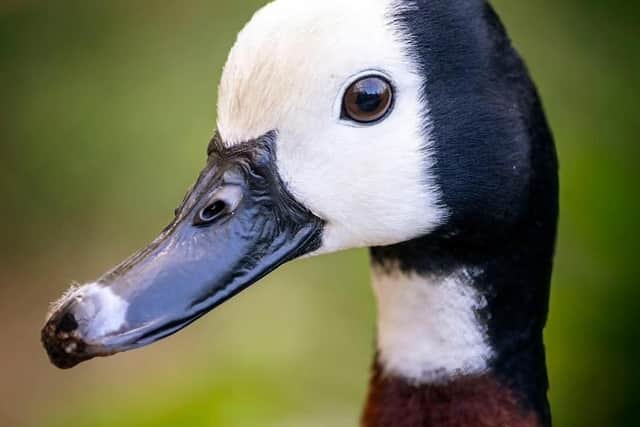 The summer holiday weather so far has been perfect for Fife Zoo's whistling ducks and not so great for those visiting the animal attraction.  (Pic: Fife Zoo)
