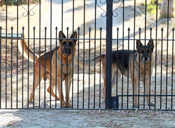 Some dogs are naturals when it comes to protecting their owners' home, while others would be more likely to welcome an intruder with open arms.