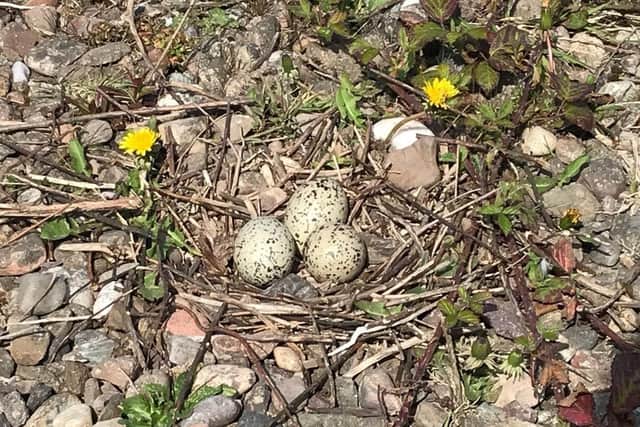 The oyster catcher's nest