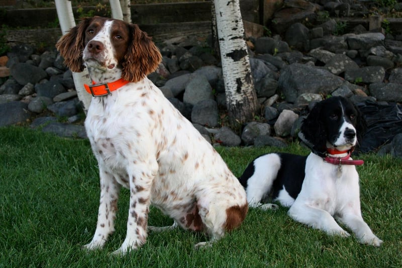 There are actually two distinct varieties of English Springer Spaniel -  the field type and the show type. The field spaniel is smaller with a shorter coat and ears and was bred to be a working gundog. Show spaniels have a heavier build, longer coat and ears.