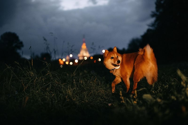 "If you see another light approaching you in the dark, call your dog back to your side and even clip them back on the lead whilst you pass. The other dog may be old, or grouchy and may not want another dog running up to them in the dark. And try not to dazzle them with a torch either."