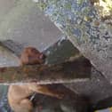 Callie, a red fox labrador, was found perched on a rock under a jetty after falling from a 3m sea wall near the former Cockenzie power station.  (Pic: RNLI)