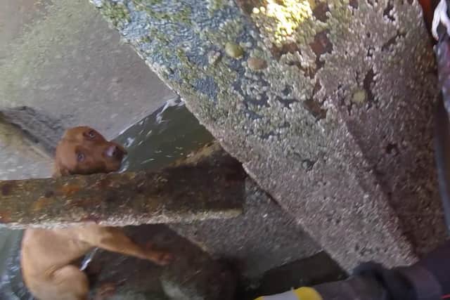 Callie, a red fox labrador, was found perched on a rock under a jetty after falling from a 3m sea wall near the former Cockenzie power station.  (Pic: RNLI)